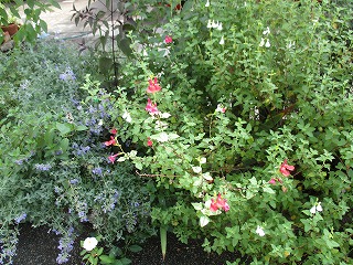 IMG_6192ss.jpg