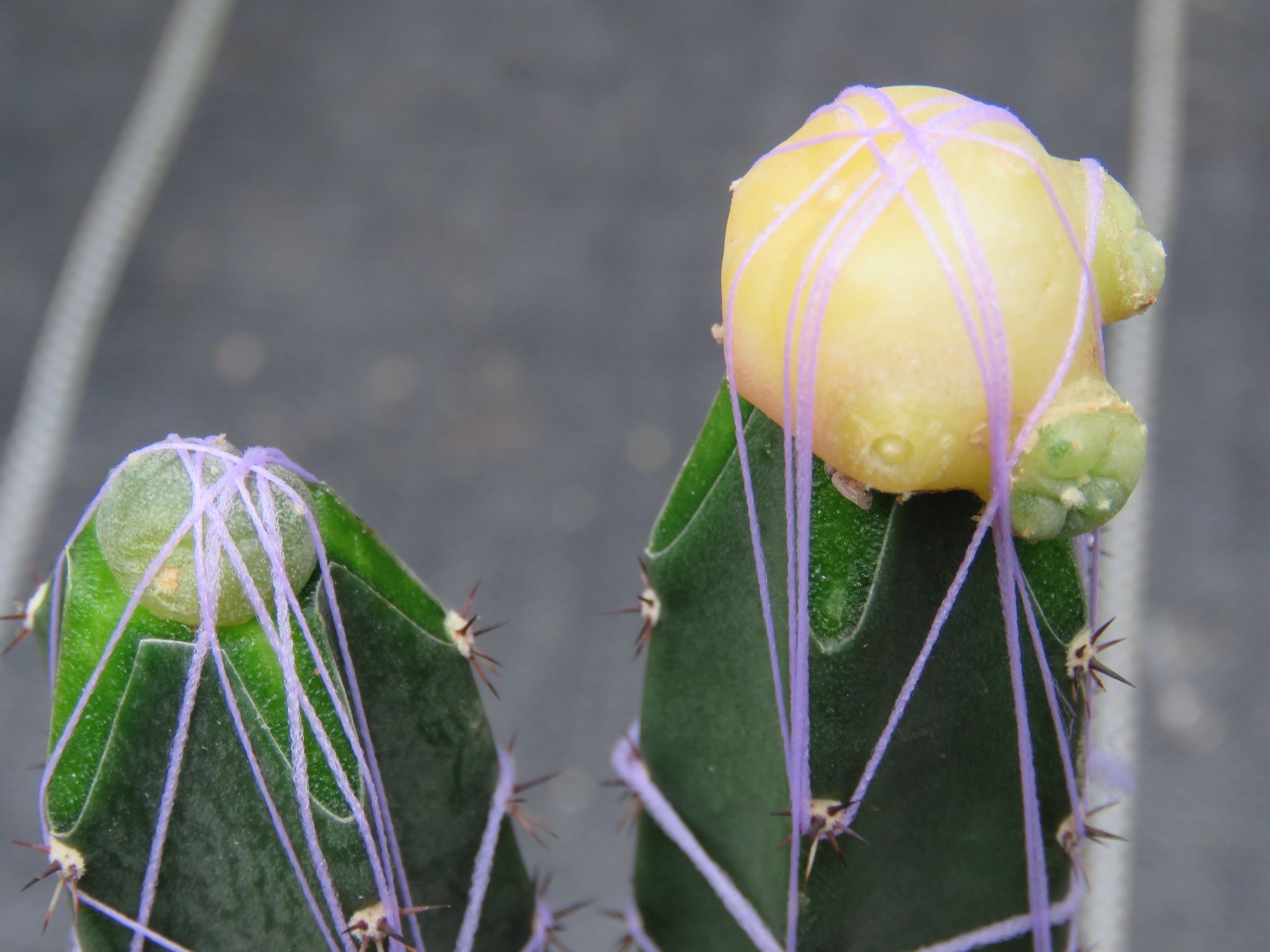烏羽玉錦さん台木が腐る びびるタニサボ達 楽天ブログ