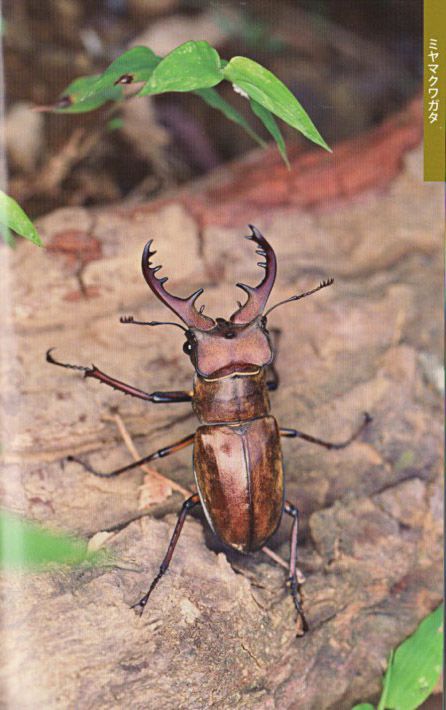 クリアランス最安値 Giant Beetles テナガコガネ カブトムシ 水沼哲郎