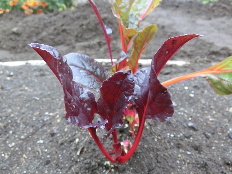 スイスチャード