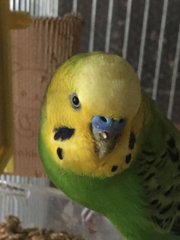 表情豊かなインコ u s room 楽天ブログ