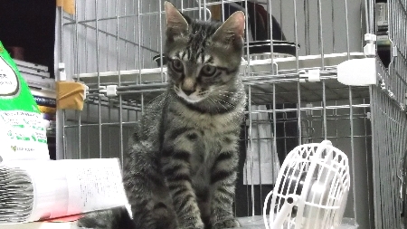 すずひめ　10月11日　SD棚上.jpg