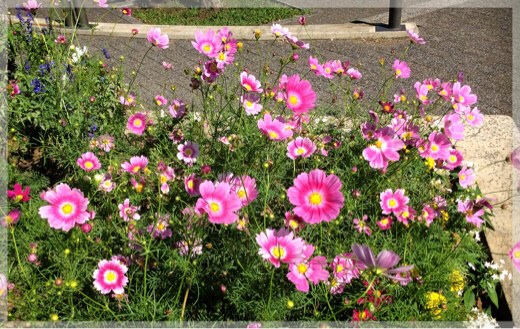 本牧山頂公園のコスモス