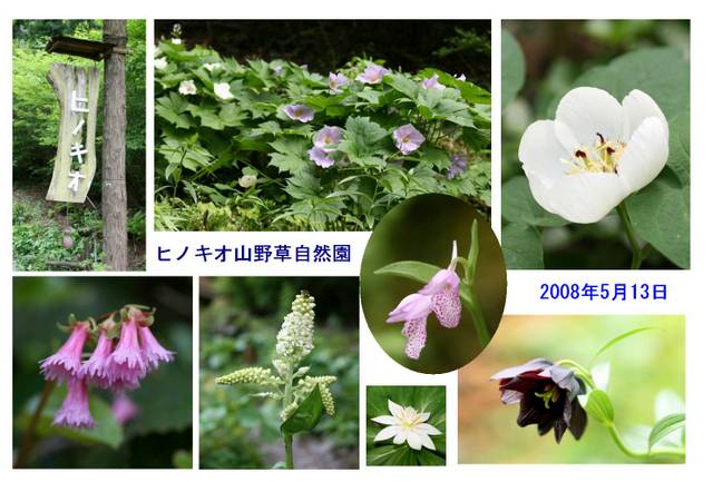 2008年5月13日　ヒノキオ山野草自然園　ハガキ版.jpg