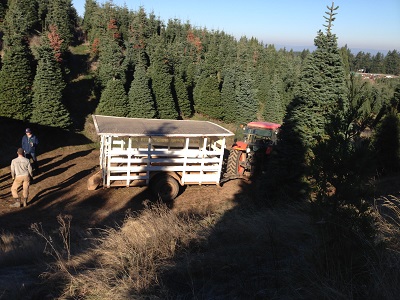 Hagg's Tree Farm