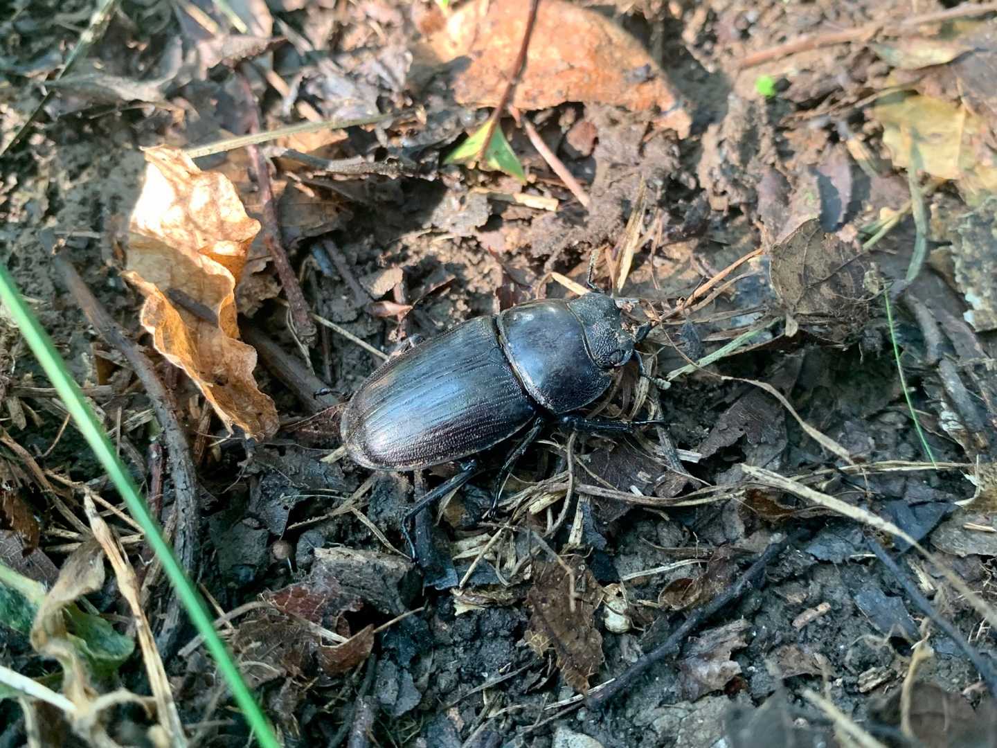 オオクワガタ樹液採集 | 昆虫採集 - 楽天ブログ