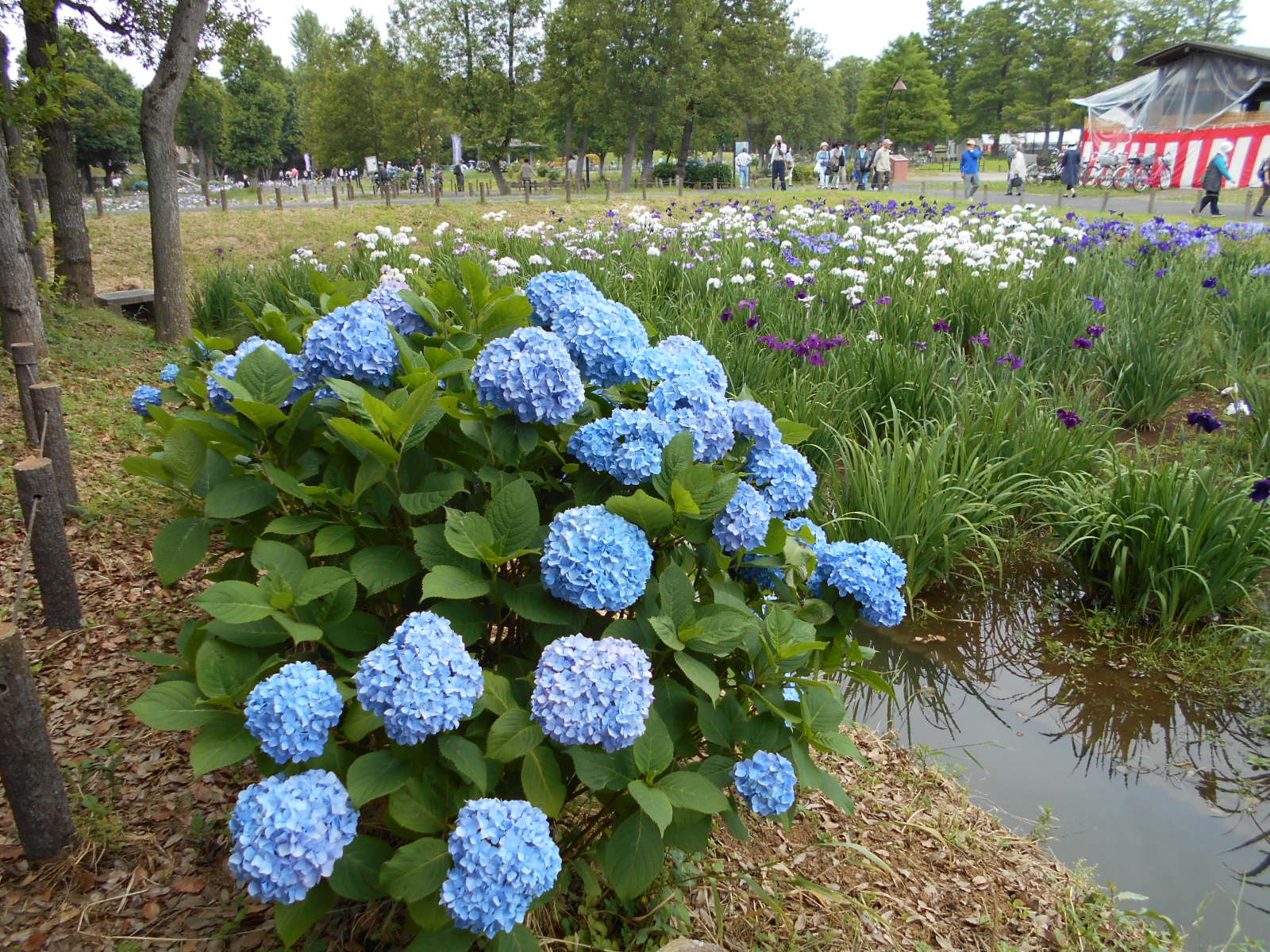 あじさいと花菖蒲のコラボ