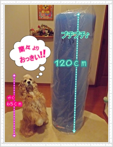 蘭々とプチプチ.JPG