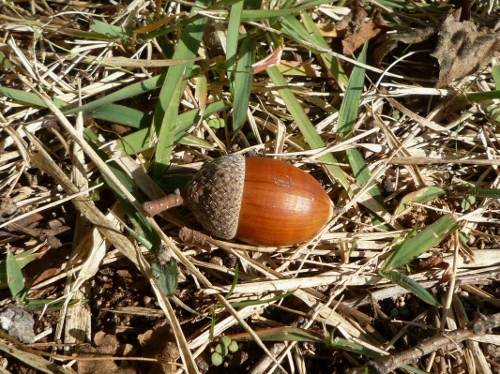 P1150607 (500x374).jpg