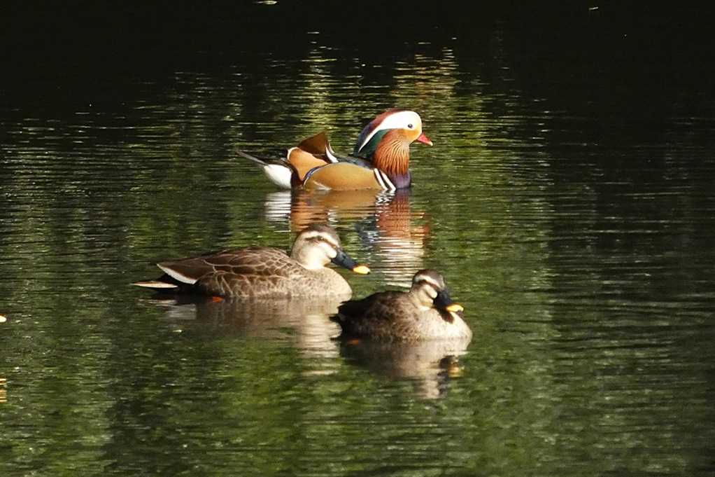 515
