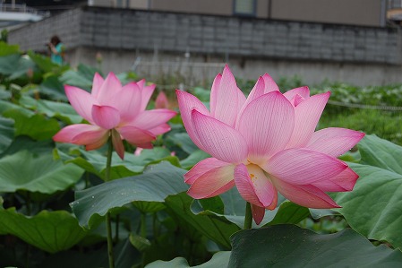 s-DSC_0361.jpg