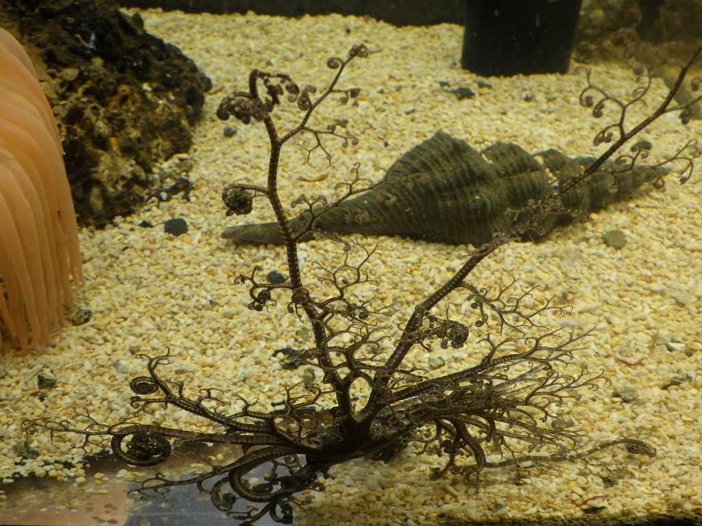 串本磯採集2019年3月上旬20　セノテヅルモヅル（Astroclachus coniferus）