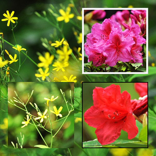 花3枚