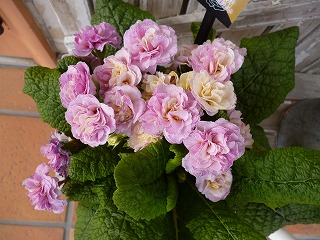 P1160958ss.jpg