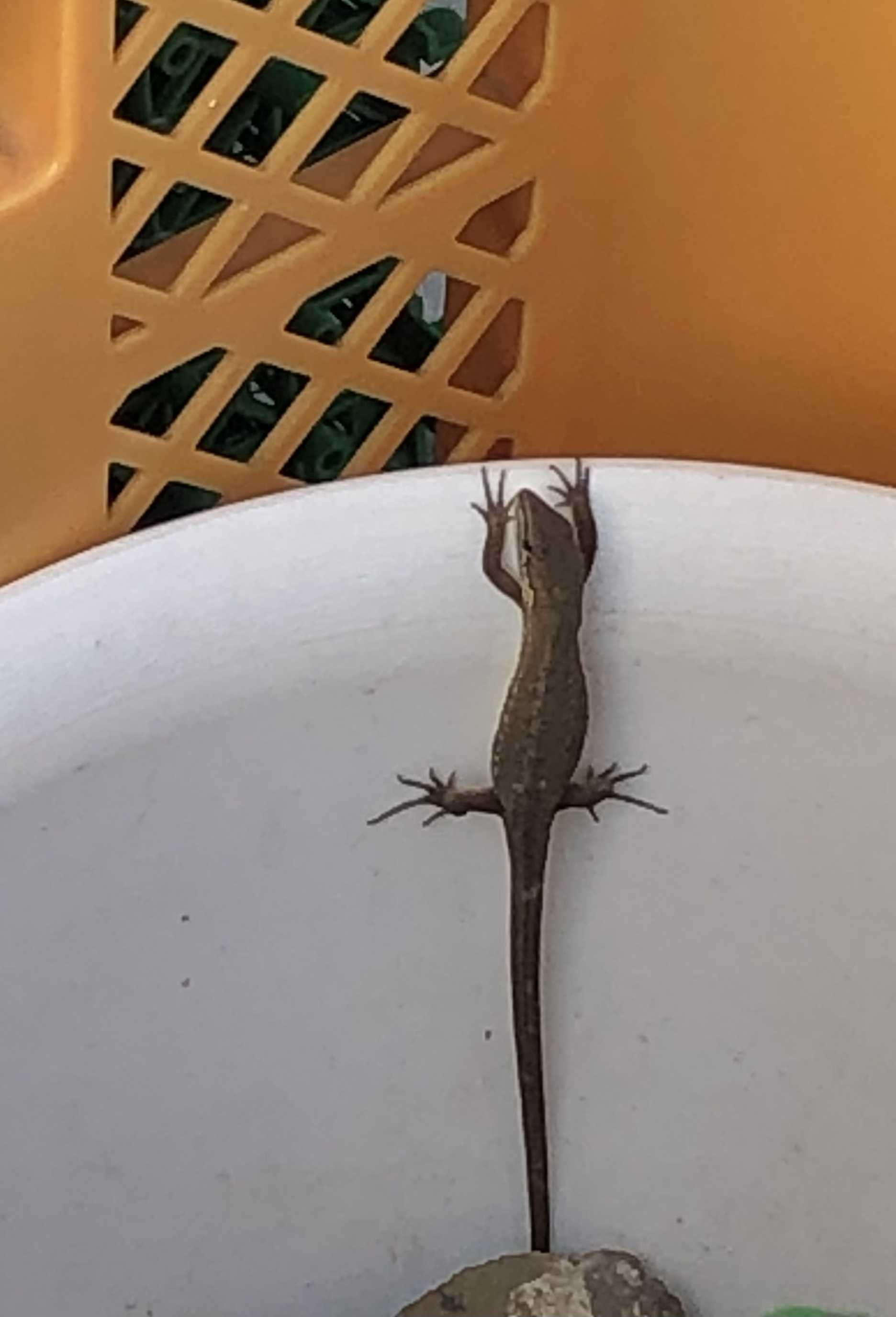 トカゲそれともカナヘビ Rainbow Days 小さな幸せ探し 業務スーパー時々コストコ 楽天ブログ