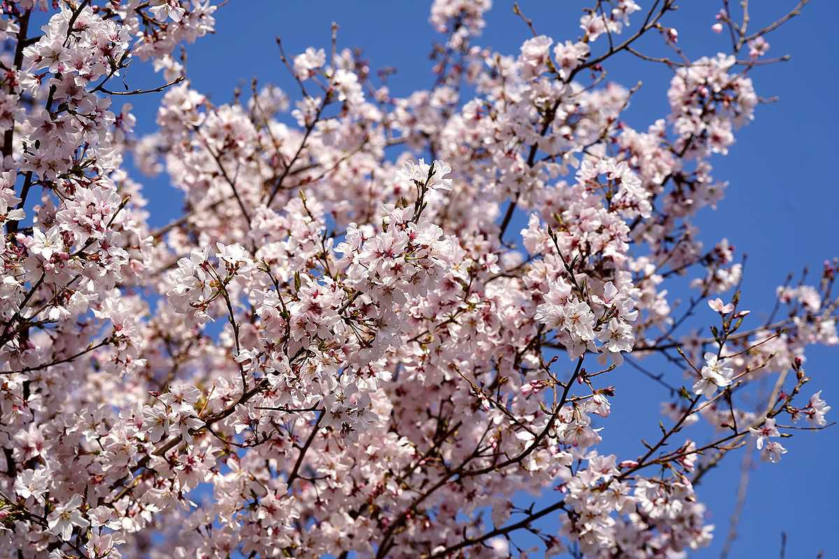 タカトオコヒガンザクラ（高遠小彼岸桜、バラ科）