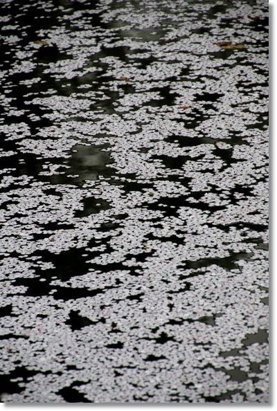 北部公園-13 花筏 16.4.10