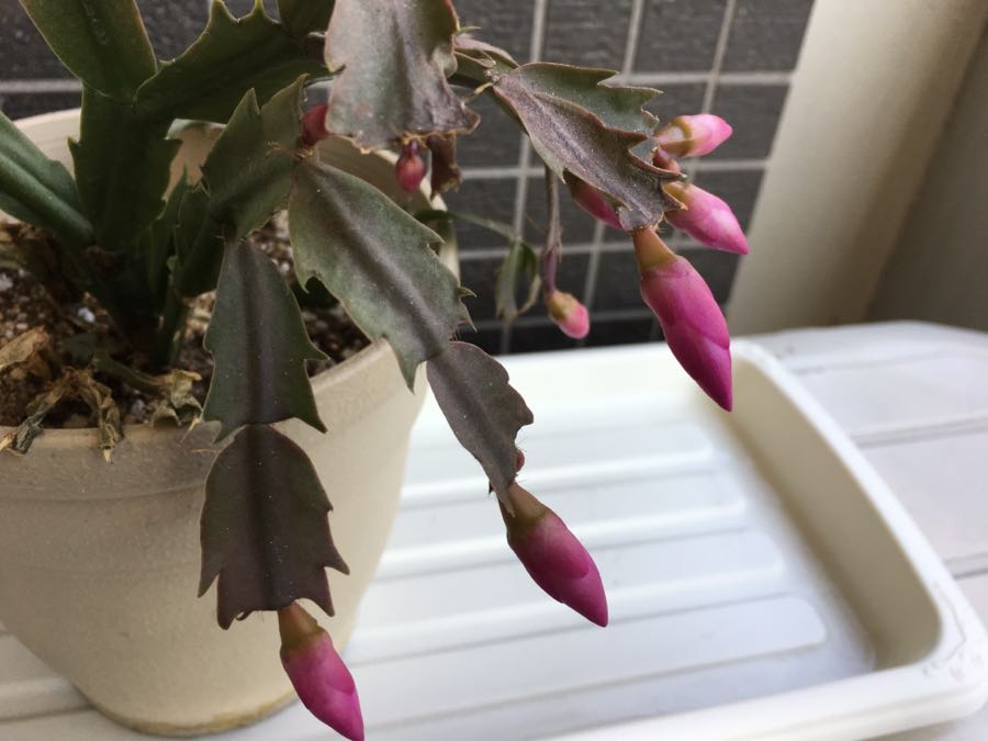 rblog-20190101100523-02.jpg