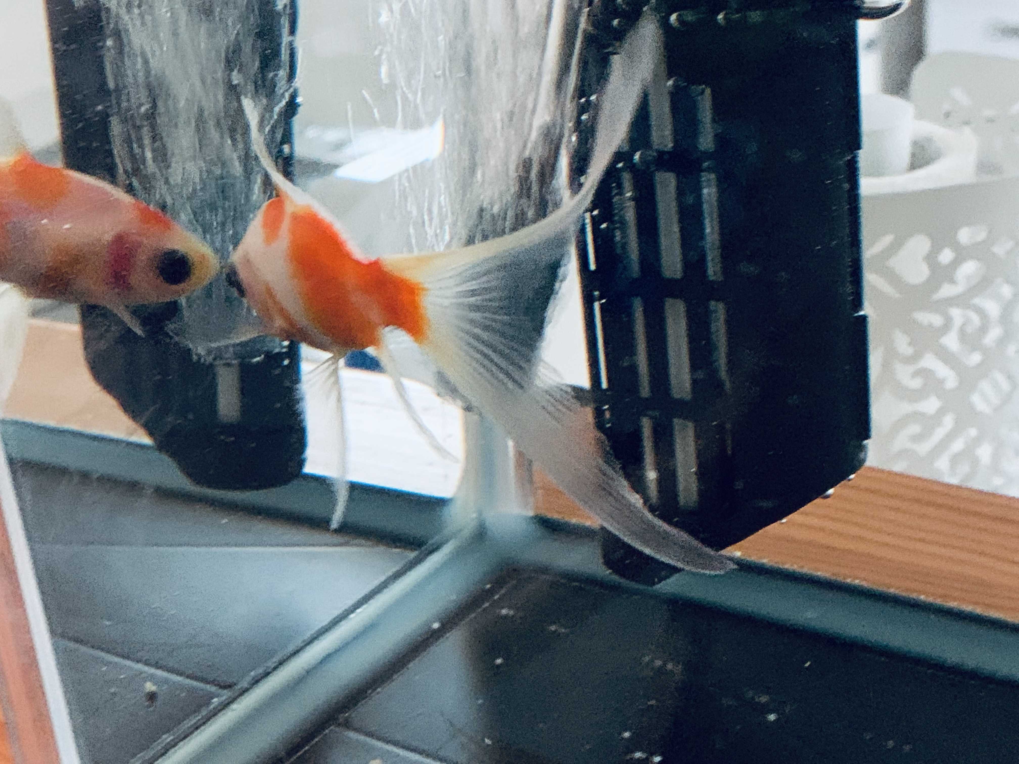 金魚 尾ぐされ病 きんぎょとめだかのaquarium 楽天ブログ