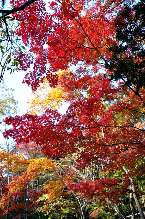 紅葉２
