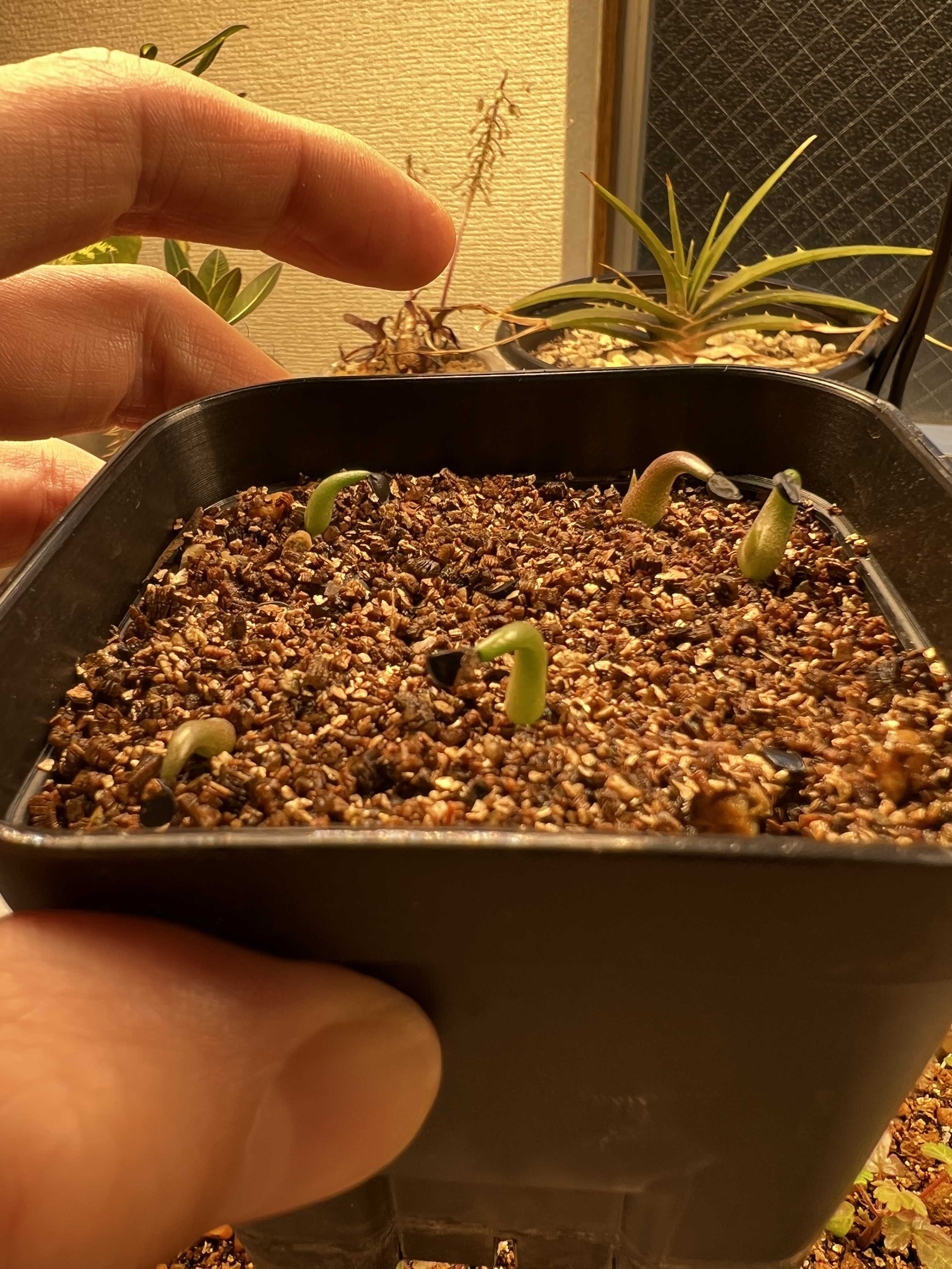 チタノタ・ドワーフ「姫厳竜」実生記録②(30日目) | 植物栽培初心者の