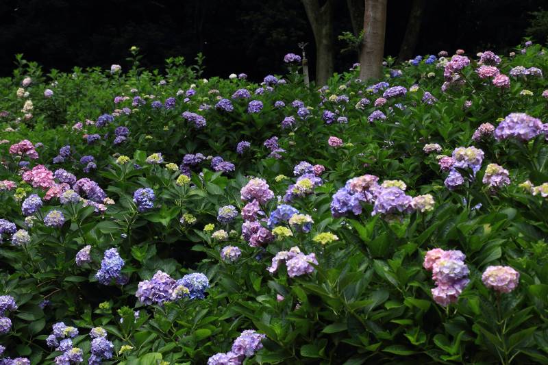 ３ ０８３ 夏の万博記念公園その１５ Huちゃん 写真日記 楽天ブログ