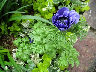 IMG_0635ss.jpg