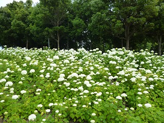 P1060780ss.jpg