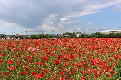 キリンビール福岡工場 キリン花園 ポピー 笑う門には健康来るヽ O 丿 楽天ブログ