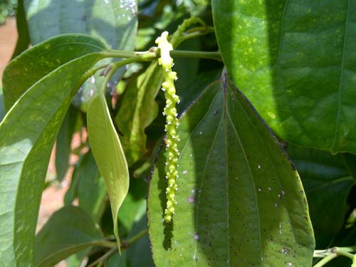 胡椒の花