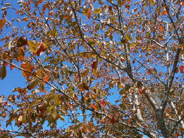 new_PA122010桜紅葉.jpg