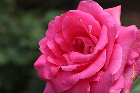 藍住バラまつり-03♪