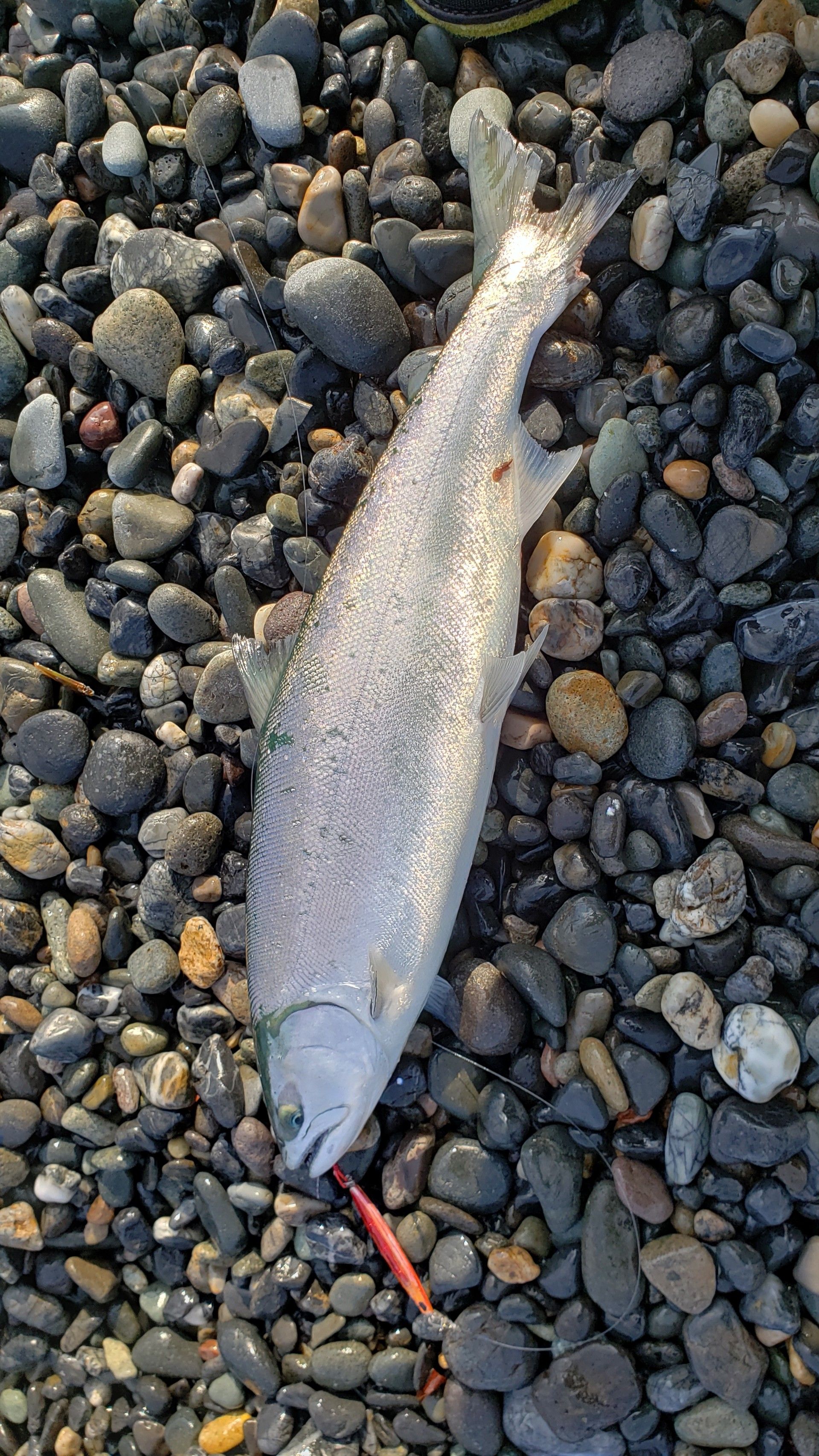 3月のサクラマス釣り ごっこまの釣り 楽天ブログ