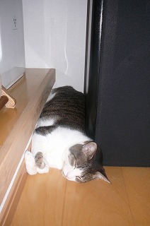 P1340461ss.jpg