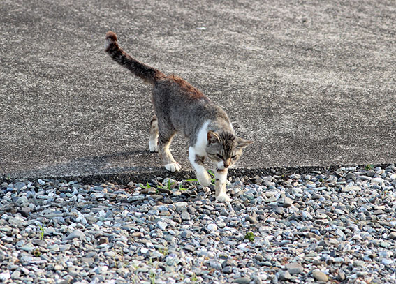 我が家のニャンコ♪2014/05/31-2