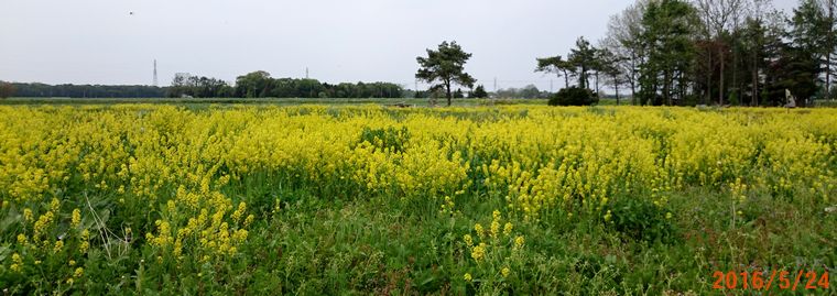 ５／２４これも菜の花.jpg