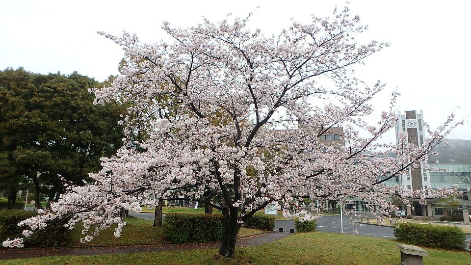 岡山大学構内の桜 楽天版じぶん更新日記 楽天ブログ