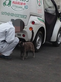 猫気になるよね