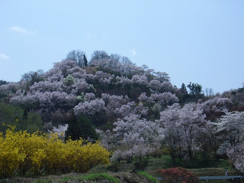 福島市・花見山1