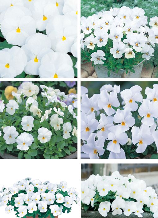 種購入のリストアップ、ホワイト系のパンジー＆ビオラ