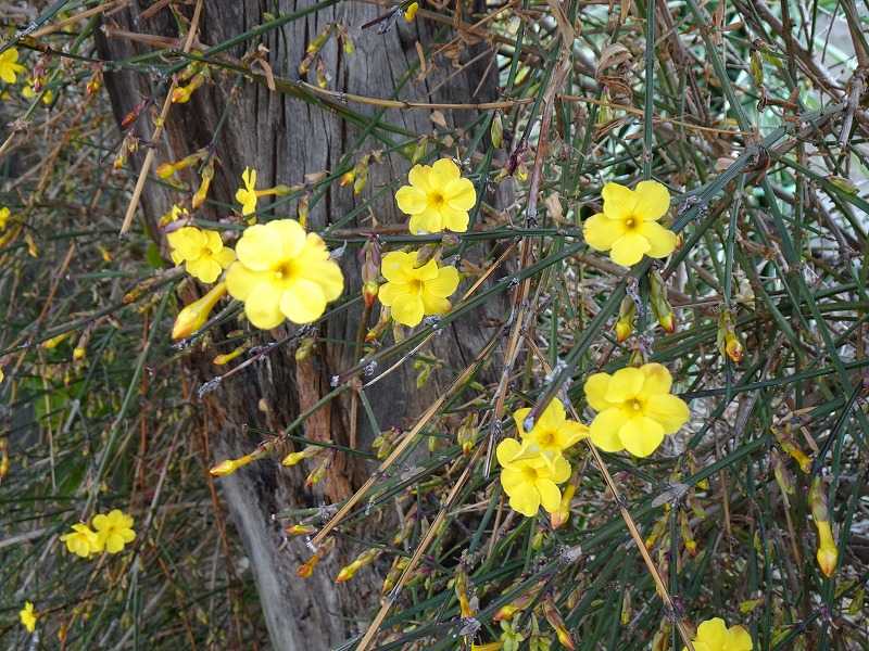 2月6日 今日の一花 オウバイ 黄梅 Gazengamaのブログ 散歩中に出合った花と趣味の陶芸作品 楽天ブログ