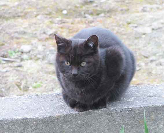 我が家のニャンコ♪2016/1/19-03