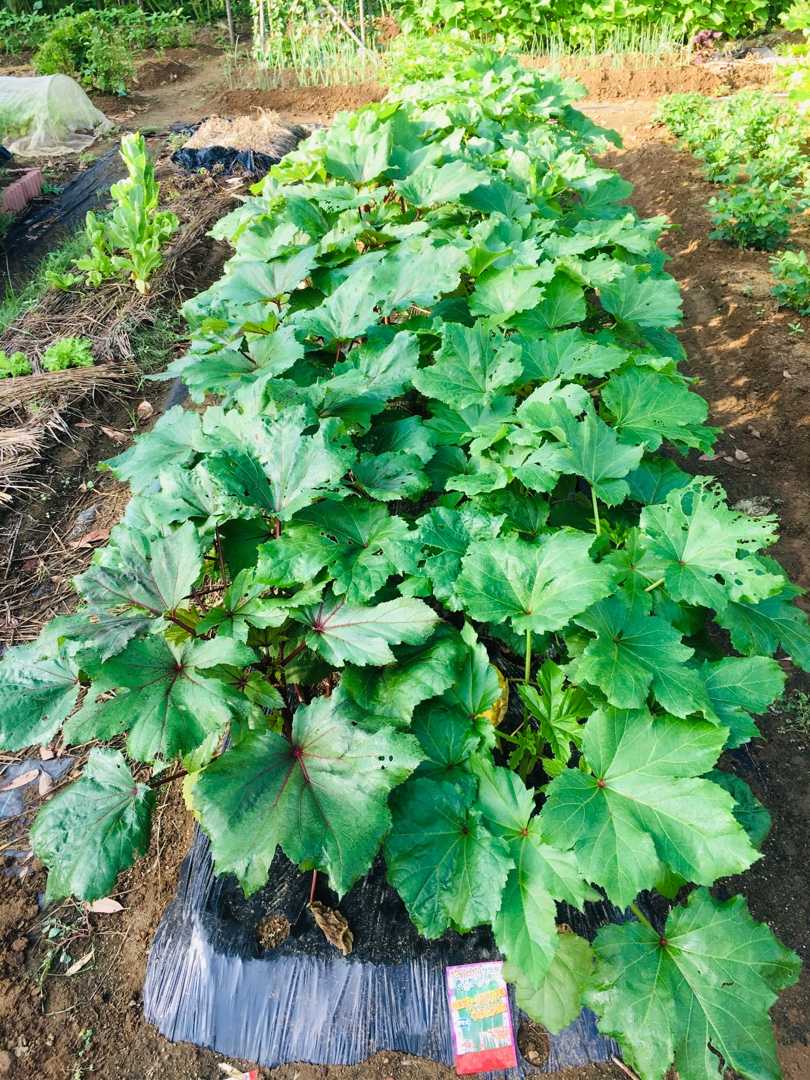 オクラ アシタバ順調に生長しています Futtutyの菜園ブログ 楽天ブログ