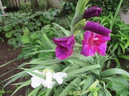 グラジオラス ハガキ 花を飾る ブラックベリージュース 静かな時が流れる 風の庭 楽天ブログ