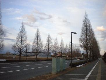 駅前の並木道.JPG