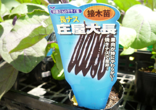 庄屋長なす１.jpg