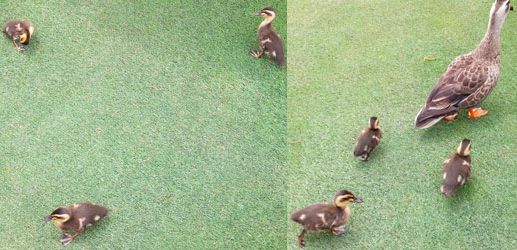 spotbill ducks4