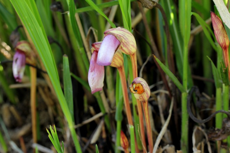 植物園の花_003.jpg