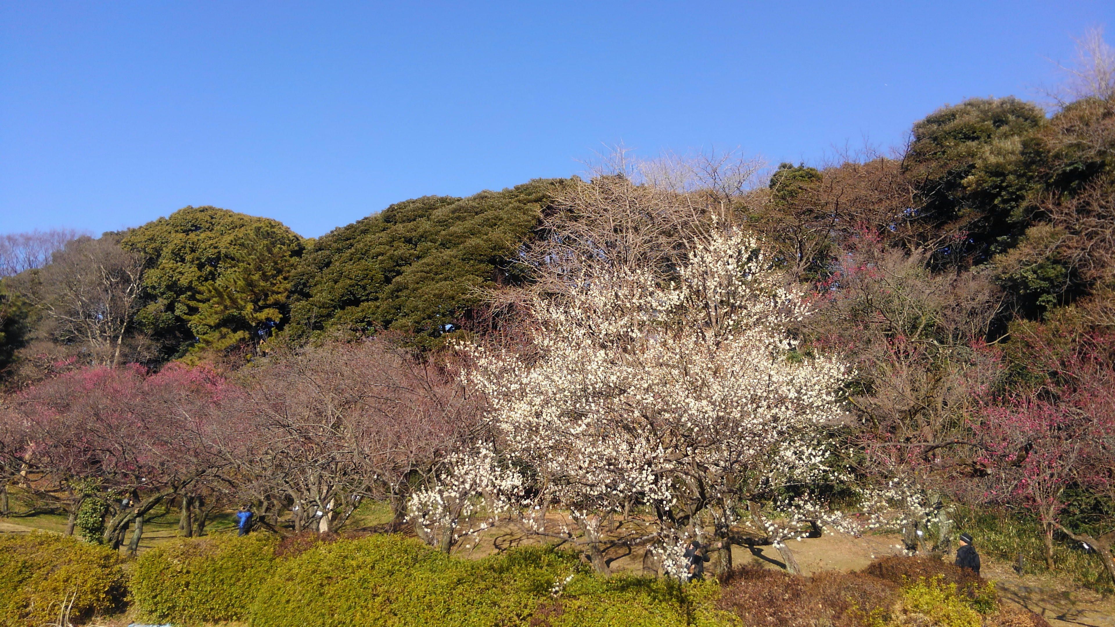 梅を見に 小石川植物園へ 60ばーばの手習い帳 楽天ブログ