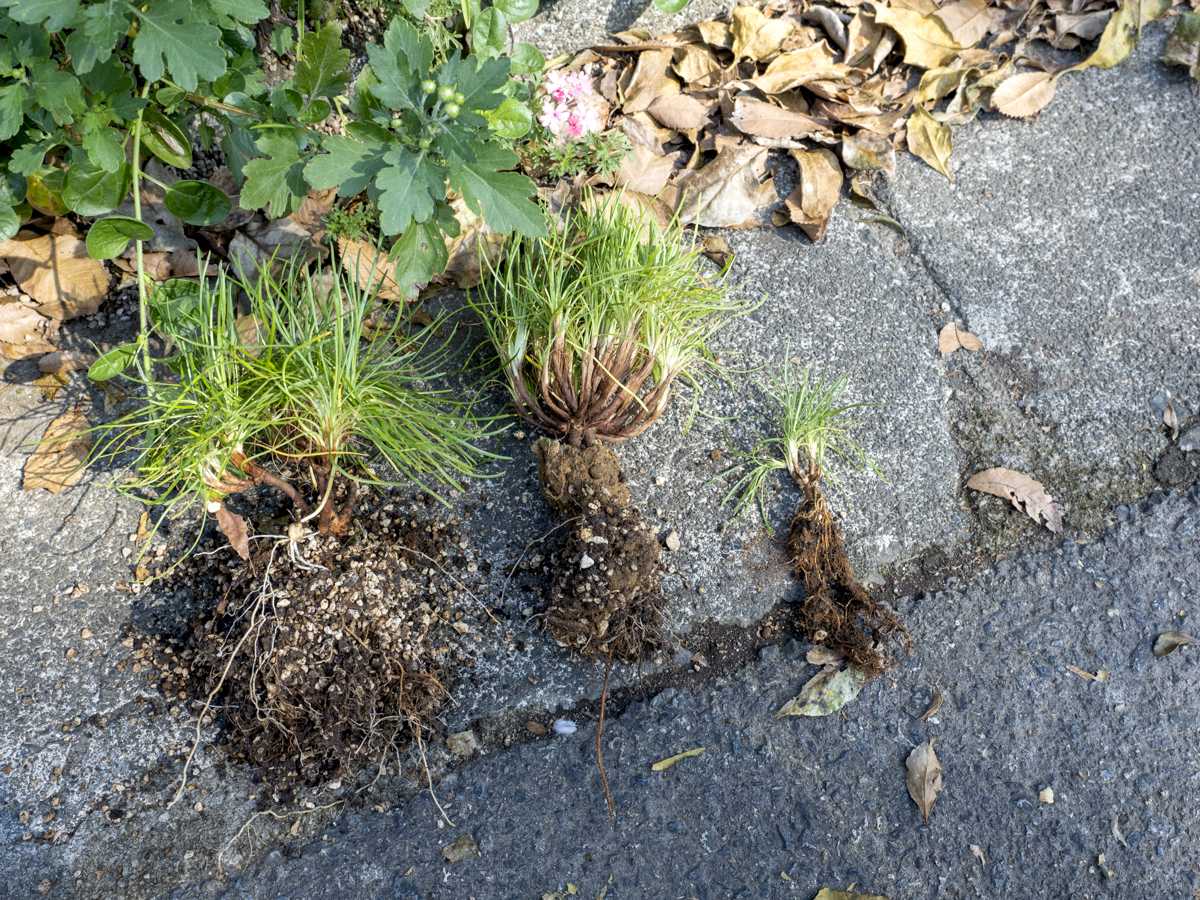 10月になったのでアルメリアを植え替えた 人生を豊かにしたい趣味あれこれ 楽天ブログ